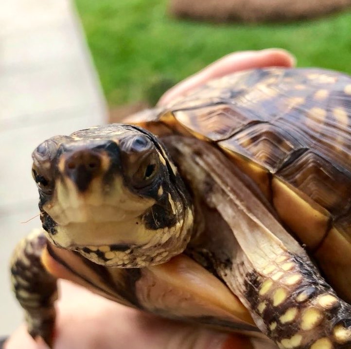 Turtle tweet media