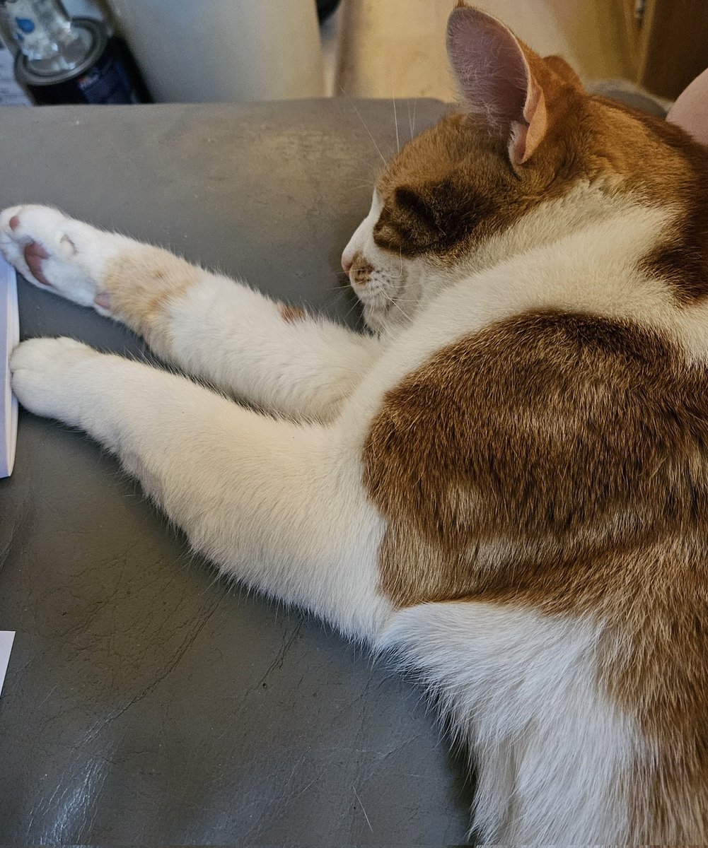 LilyRusty1's tweet image. 💖🐈😍 Goodnight to all my fur friends sweet dreams 💤 love from Rusty 😍🐈💖

#CatsOfTwitter #CatsOnTwitter #Cat #cats