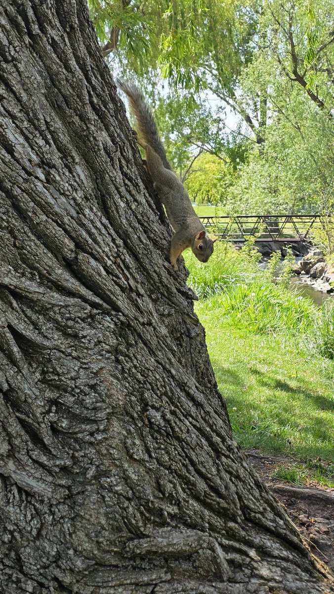 Saw a squirrel with massive balls at the park today. Kept running and couldn't get a good picture sadly. There were a bunch of them hanging out around us though