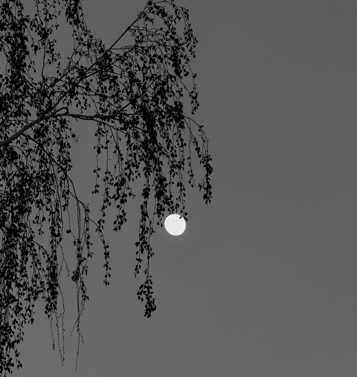 ubiquity11's tweet image. Night night fam
BW moon
#moon #night