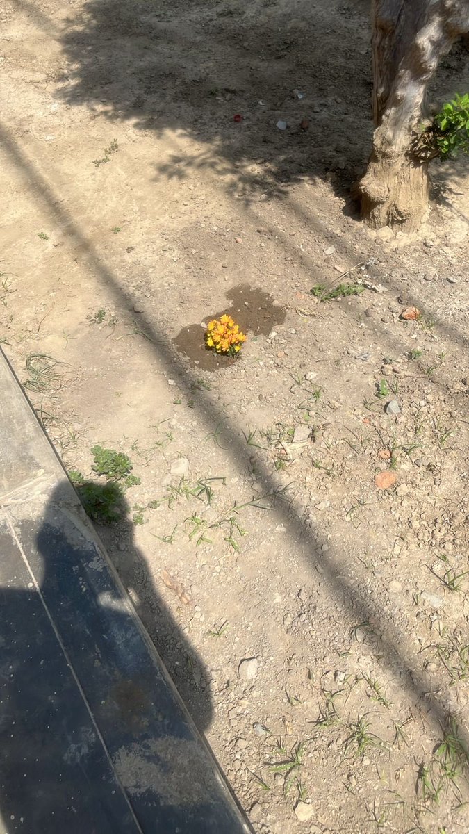 nanda_861_'s tweet photo. Hola mi amor, hoy tu chico favorito cultivó una plantita para ti, te extrañamos muchos mi pequeña, te amaremos siempre sambita 🐈‍⬛❤️ https://t.co/WJefCDKjoL