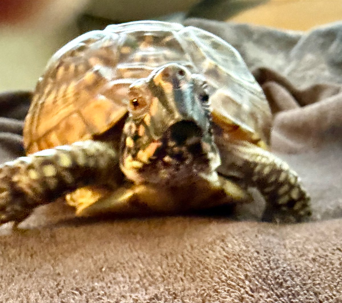 Turtle tweet media