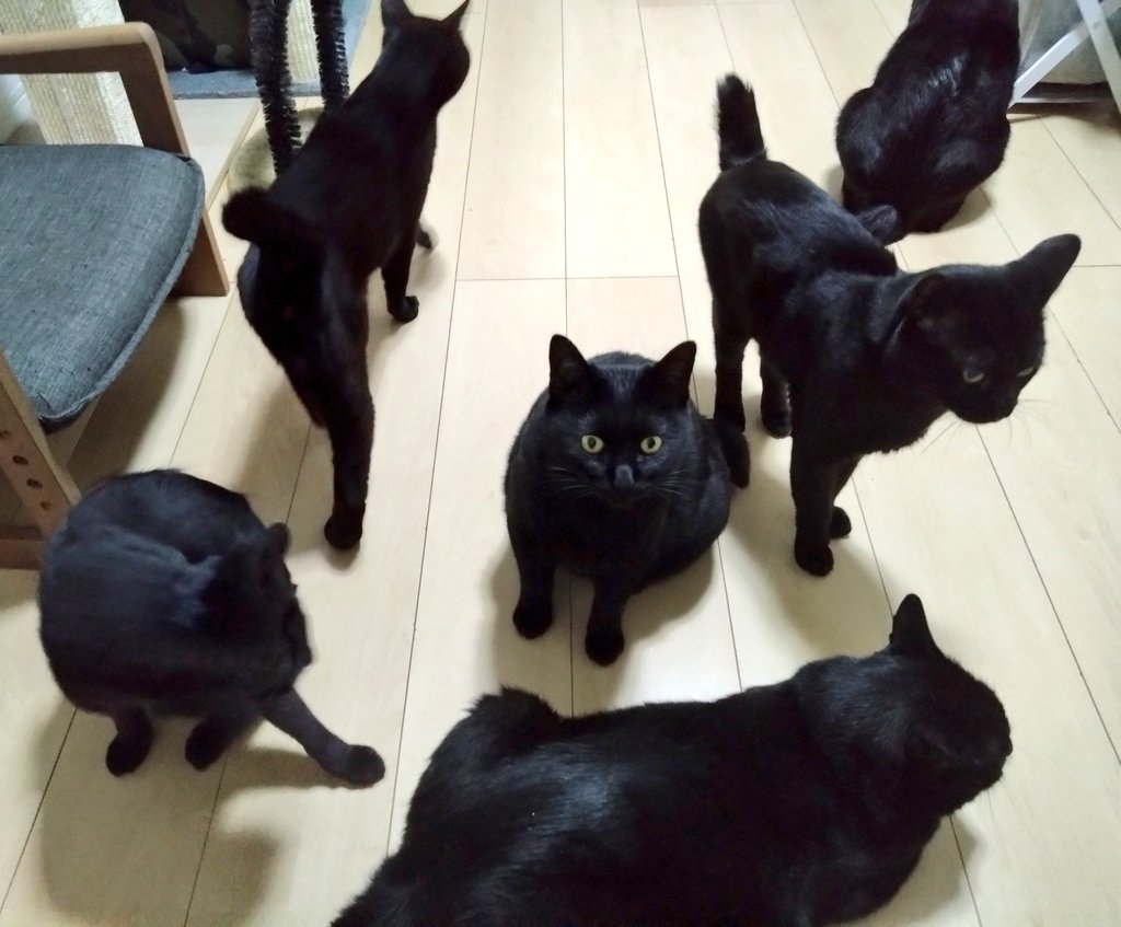 黒猫一家🐭 tweet media