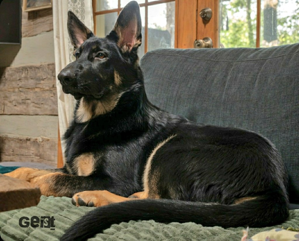 K9Garm tweet media