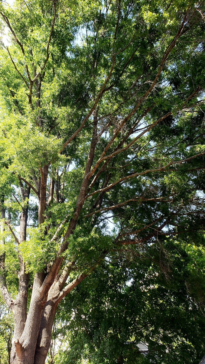 rwyjunior's tweet image. It's #Backyard views from below