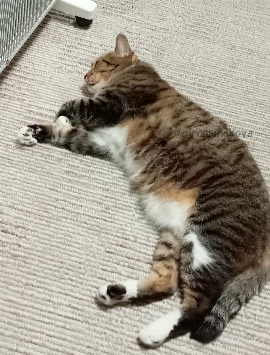 猫谷ぴろむ tweet media