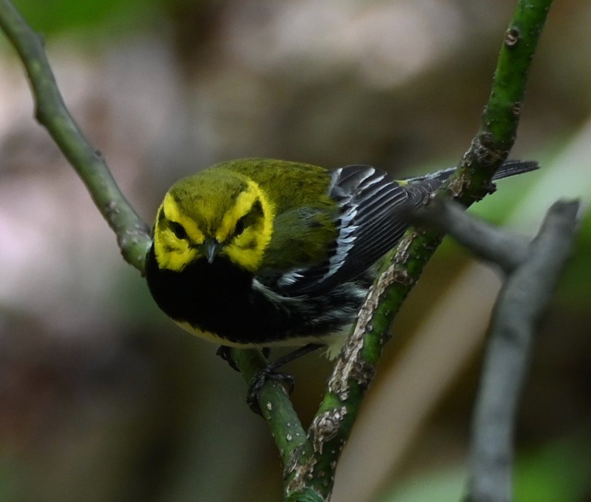 lorifaithnyc's tweet image. Stunning black-throated green warbler came down for a swim at the gill. #birdwatching #birdcpp #mymorningwalk #nyc