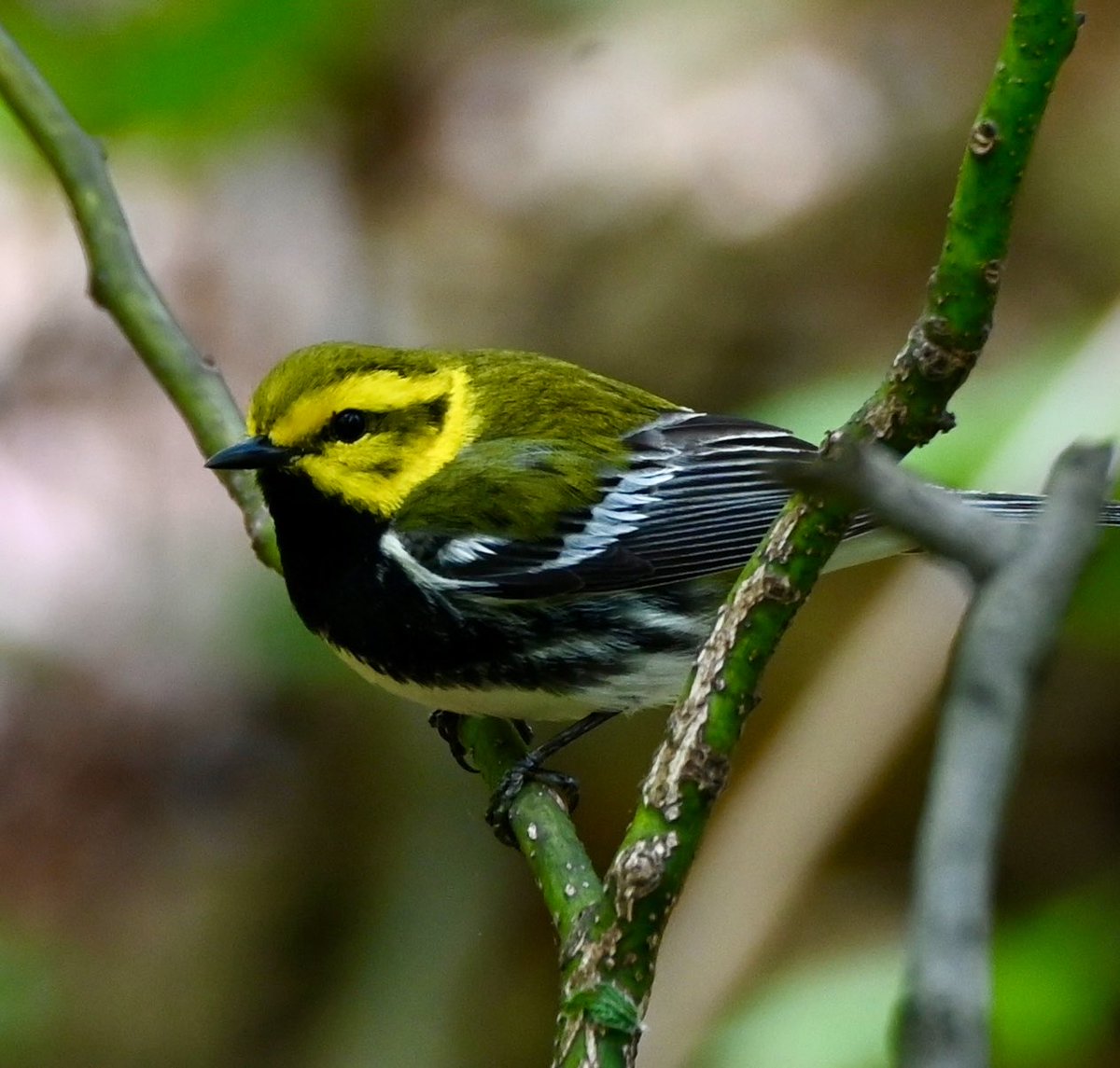 lorifaithnyc's tweet image. Stunning black-throated green warbler came down for a swim at the gill. #birdwatching #birdcpp #mymorningwalk #nyc