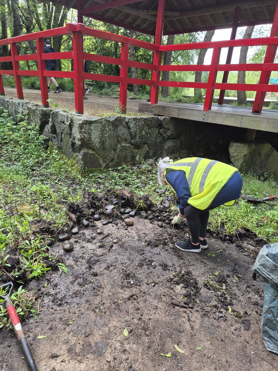 FestivalGardns's tweet image. More progress in the Japanese Garden this morning—slowly uncovering the basin after years of overgrowth. 

It’s rewarding to see its shape and character coming back to life. 🌿

#FestivalGardens #Volunteering