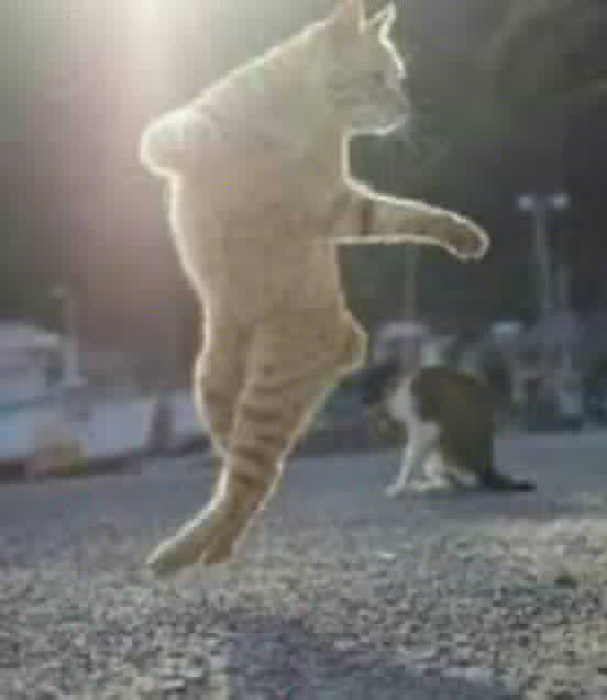 Berneese tweet media