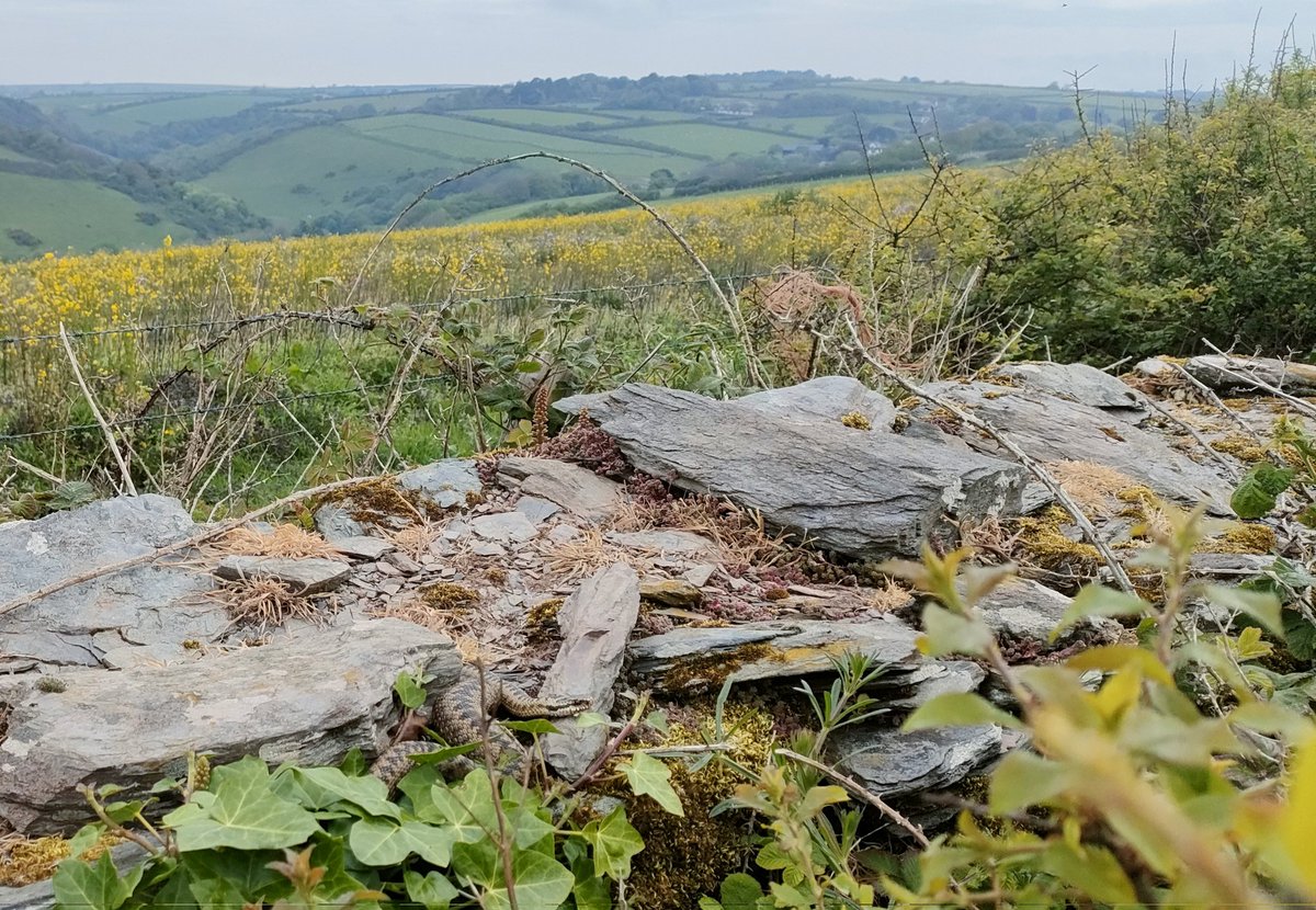 TomMabbett's tweet photo. A great morning walk at Challaborough Bay in Devon. I was just taking photos of a lovely fresh Wall Brown when this cracking Adder slowly moved out to bask! What a beauty. Also 2 Wheatear, a Great Northern Diver offshore, around 200 Manx Shearwater. #Adders https://t.co/qTlgiZOE8E