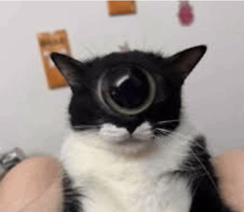 :3 of mewgenicstwt tweet media