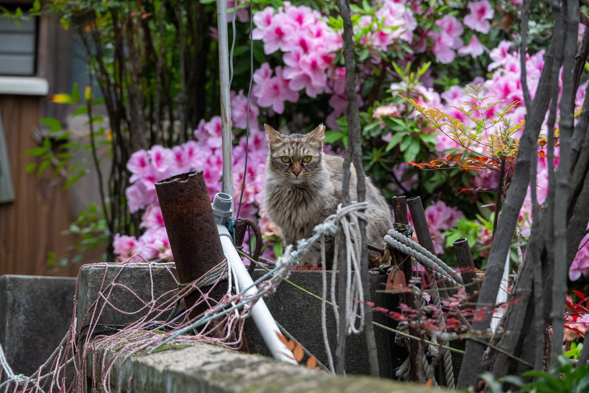 猫歩記で会った猫さんたち🐈🐈‍⬛ 花と一緒に撮ってニャ🌸🐯🌸 はい