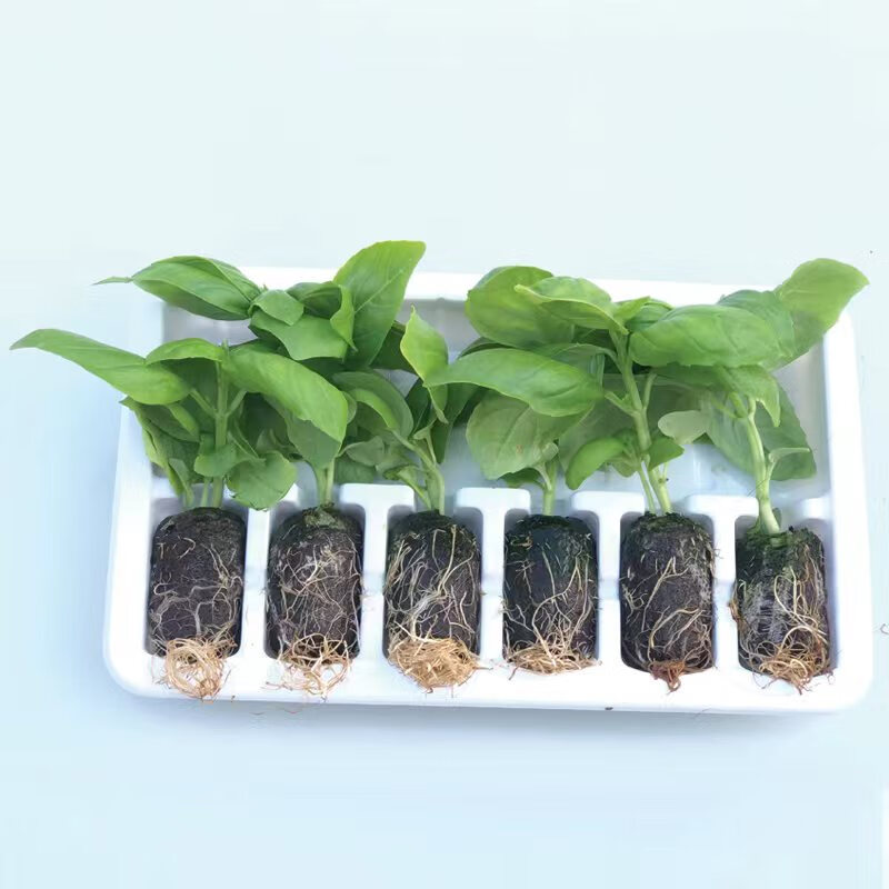 Nevzat50216811's tweet image. Turn old glass jars into cute herb planters! Clean → add soil → plant seeds → label. Perfect for windowsills.  #Upcycle #DIY #EcoFriendly