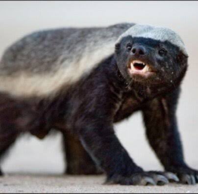 HoneyBadger tweet media