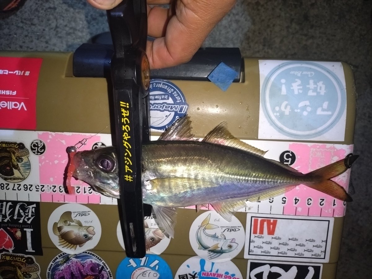クロパグ親父 tweet media