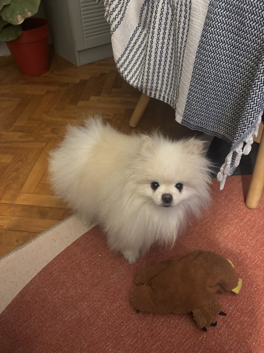 Pompom tweet media