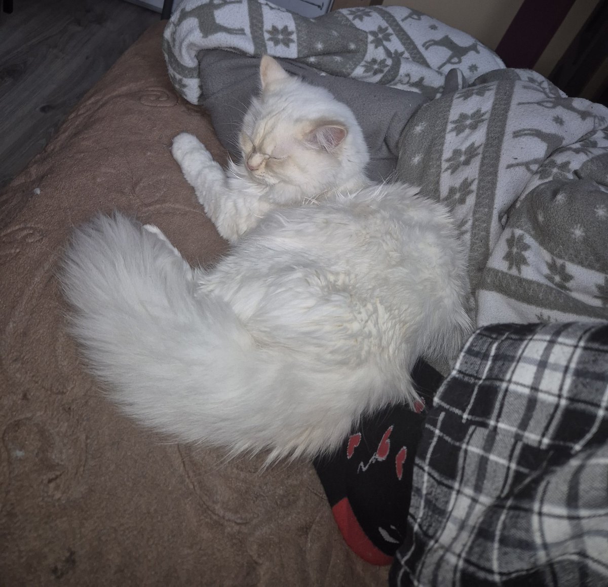 Tomek loves Randal! 🐈 tweet media