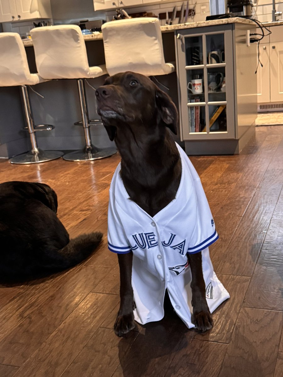 MotherofPups's tweet photo. Go jays https://t.co/SD8Fs2zYaB