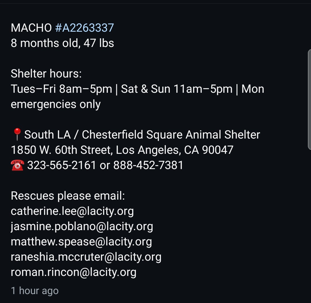 8415_n's tweet image. MACHO #A2263337
8mo.,the canine experts at #SouthLA listed him as #labrador 🤦‍♂️He looks like #gsd/#malinois/#dutchie mix puppy.

They locked him up for 3 weeks in a row, now kill-listed him for being kennel-stressed. They'll kill him MON EOD 5/4 w/o foster or adopter to save him.