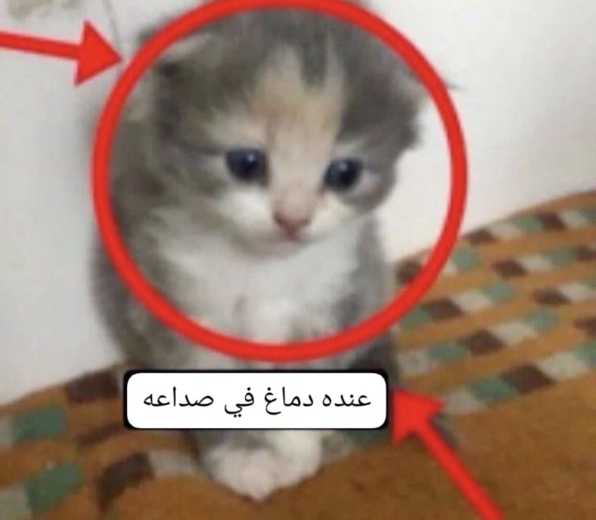 ما أضيق العيش لولا فسحة الأمل tweet media
