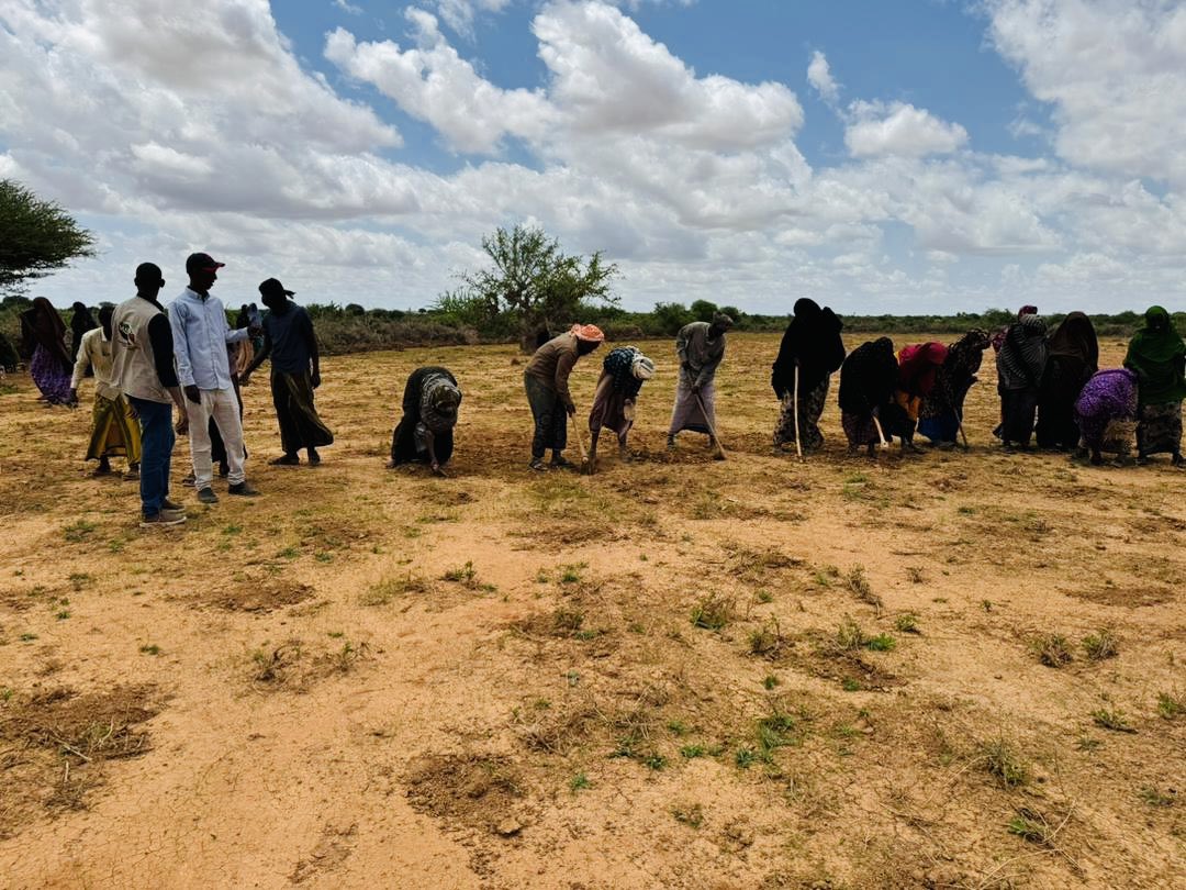MARDOORGANIZAT1's tweet photo. Climate-resilient livelihoods in SW Somalia 🌱
MARDO, with the Ministry of Agriculture &amp; Mahadey Gure, visited Haboon &amp; Hilaac sites.
Farmers are preparing land with strong women’s participation.
Focus: progress, challenges &amp; productivity solutions.
#MARDO #Somalia https://t.co/hubdug0ixr
