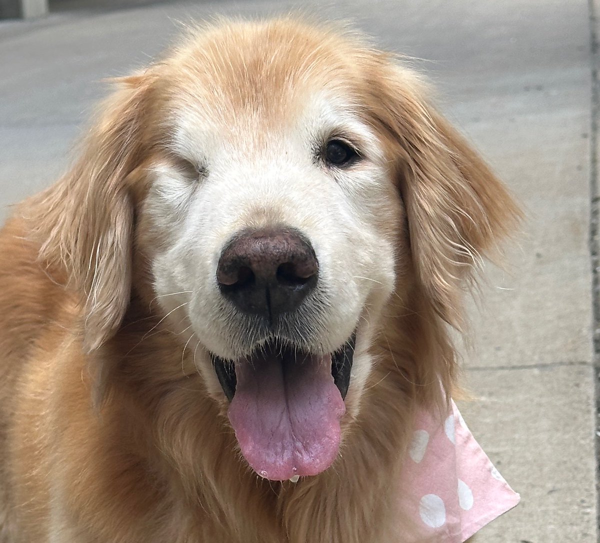 Bailey: the Therapy Dog tweet media