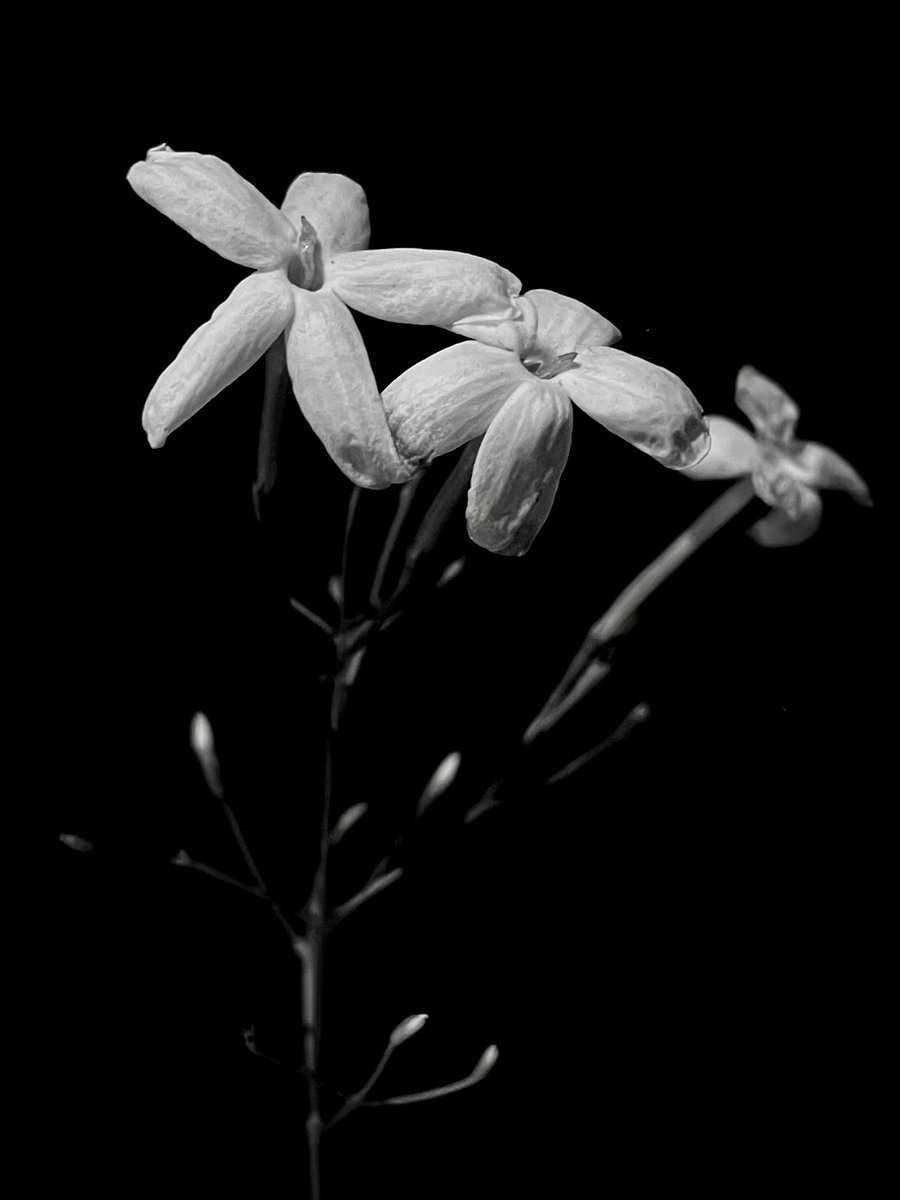 RichMonochrome's tweet image. Silent White Bloom #blackandwhite #monochrome
