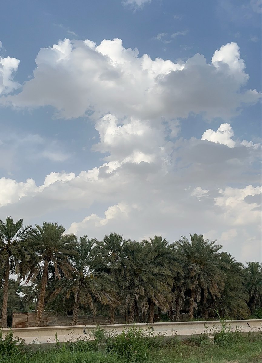 شمس الشموسة tweet media