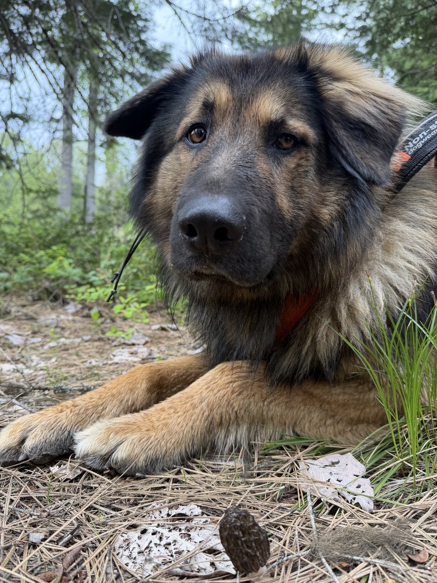 Kestrel_Rose's tweet photo. Some days really are the good days….
#MushroomX #MushroomTwitter #GermanShepherds #DogX #DogTwitter #Morels https://t.co/NJ1r3uQ71E