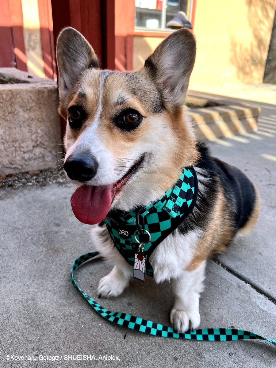 Pawsonify 🐾 tweet media
