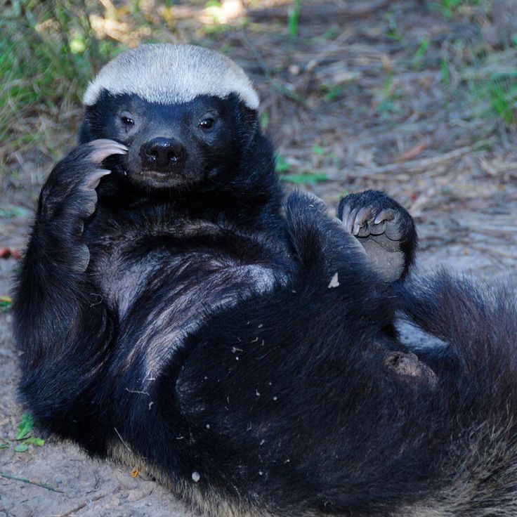 Honey Badger tweet media