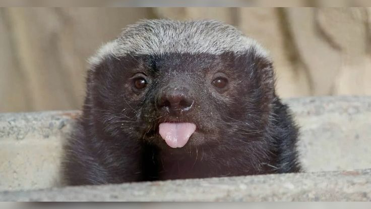 Honey Badger tweet media
