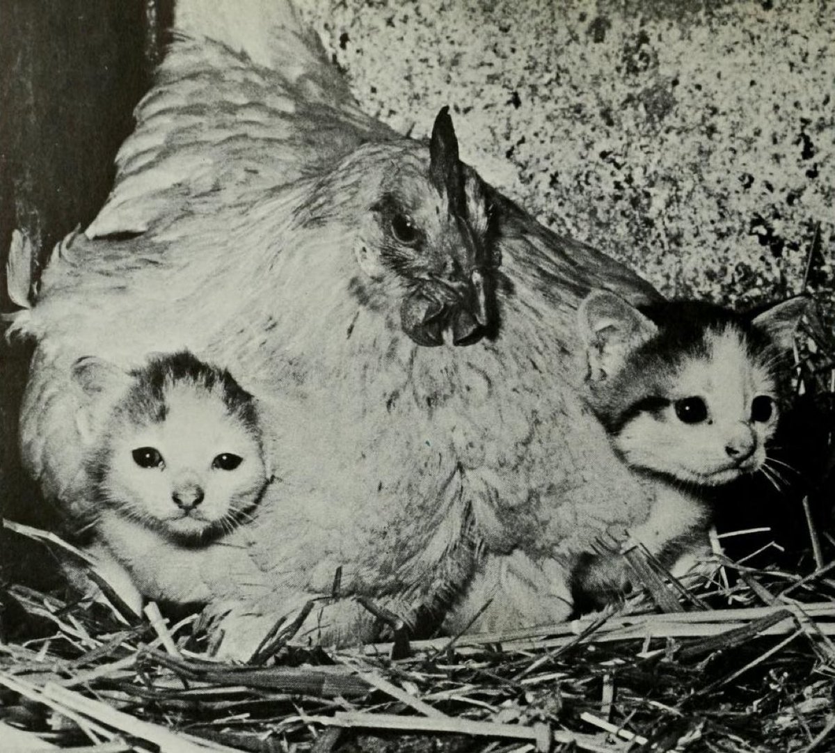 Hen brooding kittens, 1965
