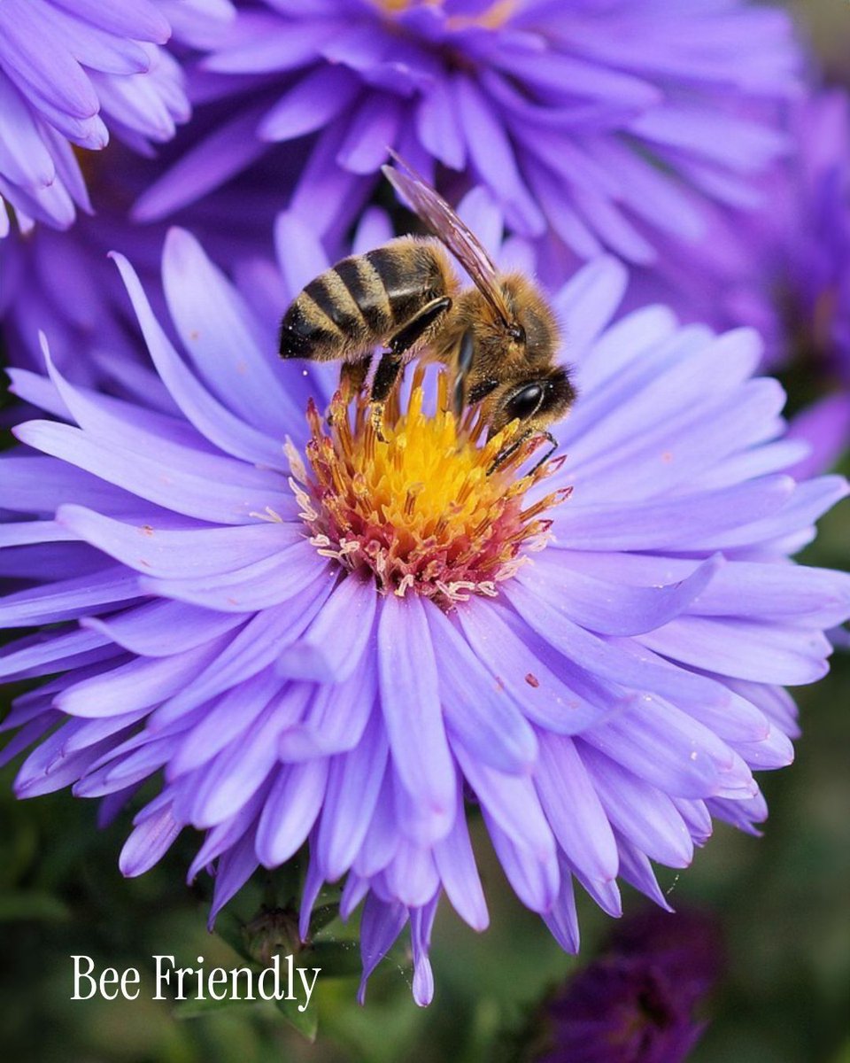 A garden without bees is just a yard. 🐝💜

These tiny pollinators are doing the heavy lifting behind every tomato you slice, every sunflower you photograph, and every strawberry you snack on straight off the plant. No bees, no garden. It's really that simple.

That's exactly why