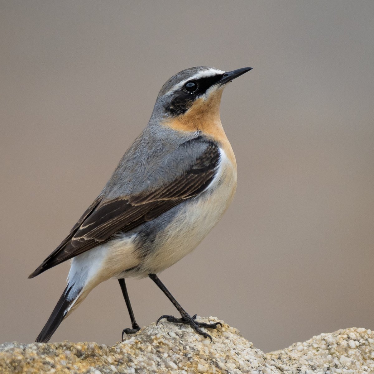 manxmannin's tweet image. A Male Wheatear yesterday #isleofman 🇮🇲 #nature