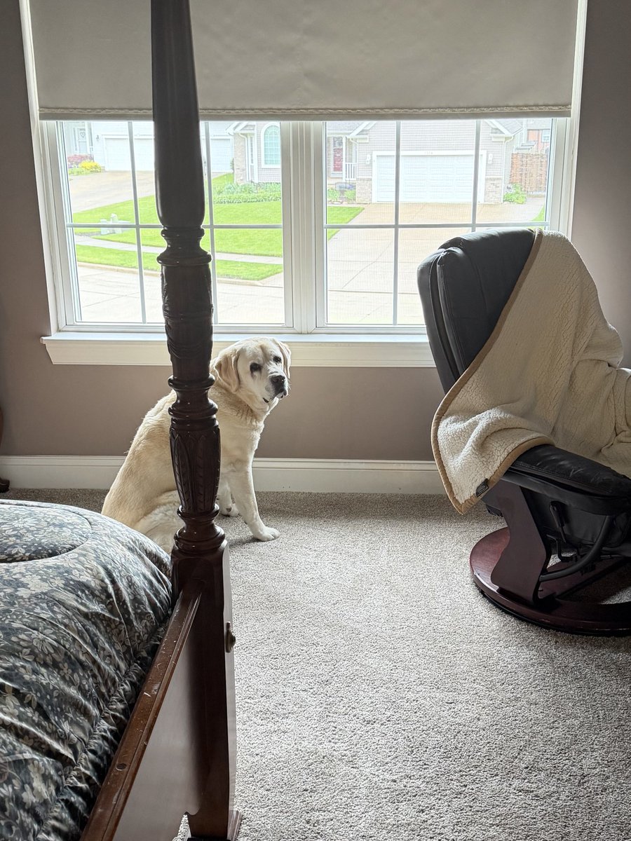 xvermonter61's tweet image. Happy Saturday! There might be a chill in the air, but it’s the weekend so who cares! 🤗#DogsofTwitter #SaturdayThoughts