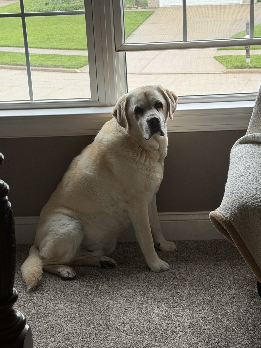 xvermonter61's tweet image. Happy Saturday! There might be a chill in the air, but it’s the weekend so who cares! 🤗#DogsofTwitter #SaturdayThoughts