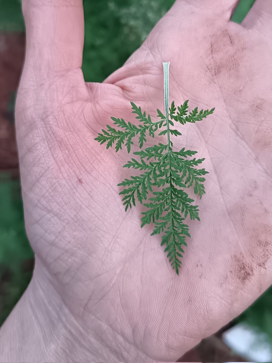 Olivia_LaGrange's tweet photo. #GrowMedicine
#ArtemisiaAfra
#WildeAls
#umhlonyane https://t.co/tQfiGLdMyO
