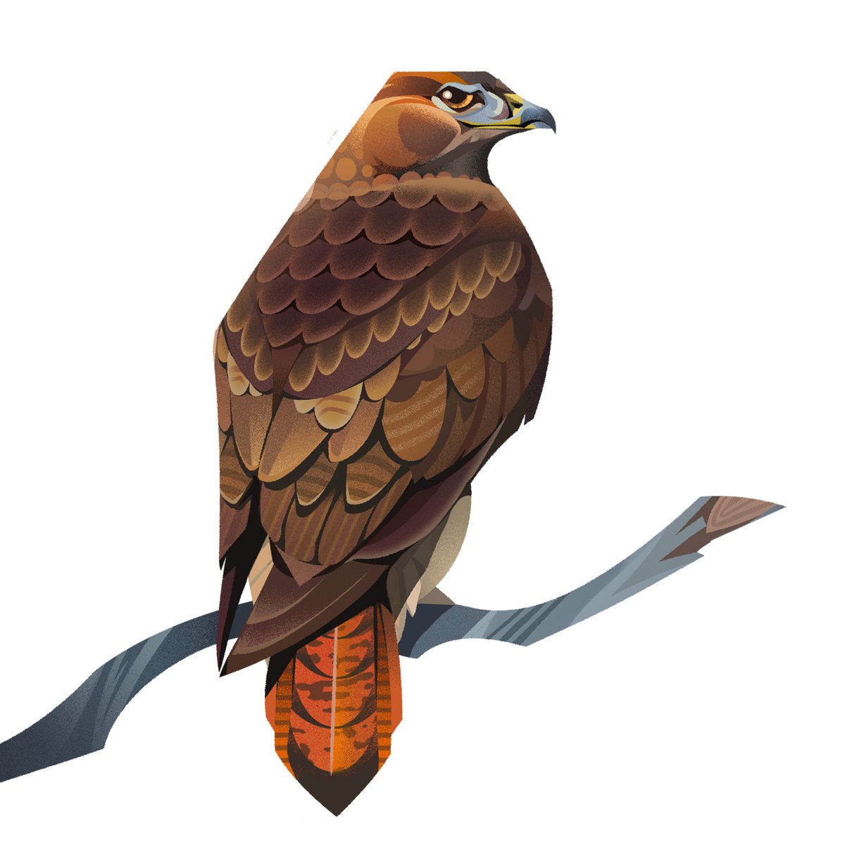 AledThompson's tweet photo. Red Tailed Hawk

#birdart #hawk #art #illustration https://t.co/mxwfp9ahsm