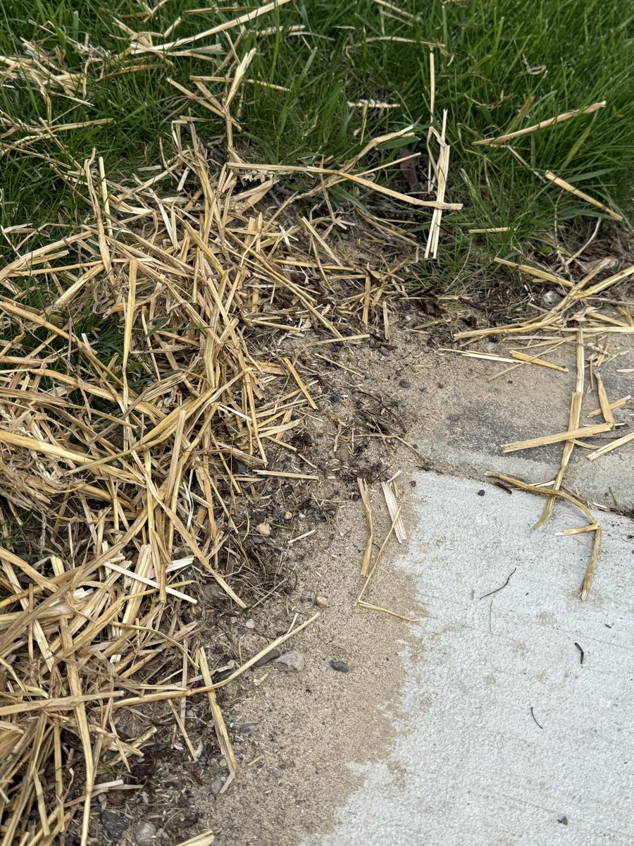 OffenseMsu's tweet photo. @DTE_Energy
Thanks for improving &amp; upgrading the gas service…your contractor’s lawn restoration is abysmal however.
Nothing raked, zero topsoil-just seed tossed on the sand that was used for the concrete flag that was replaced.
Pretty disappointing . I’ll redo it. https://t.co/M97MpLiJ1m