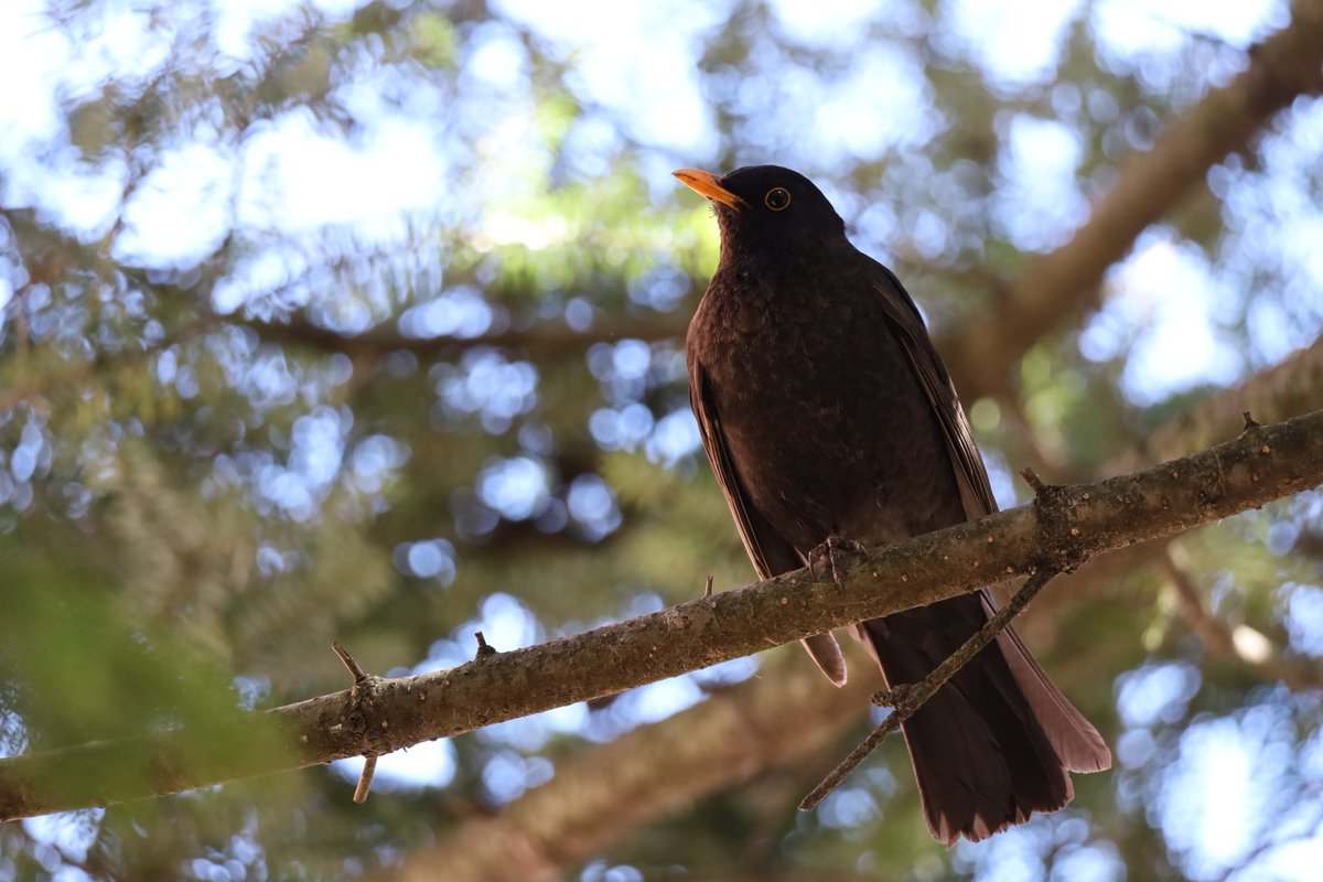 RenataJaworska3's tweet image. Taki trochę mój "prywatny " 😊 Od dłuższego czasu każdego dnia w moim ogródku. Pierwszy raz dał mi się sfotografować #kos #ptak #bird #NaturePhotography Miłego wieczoru...