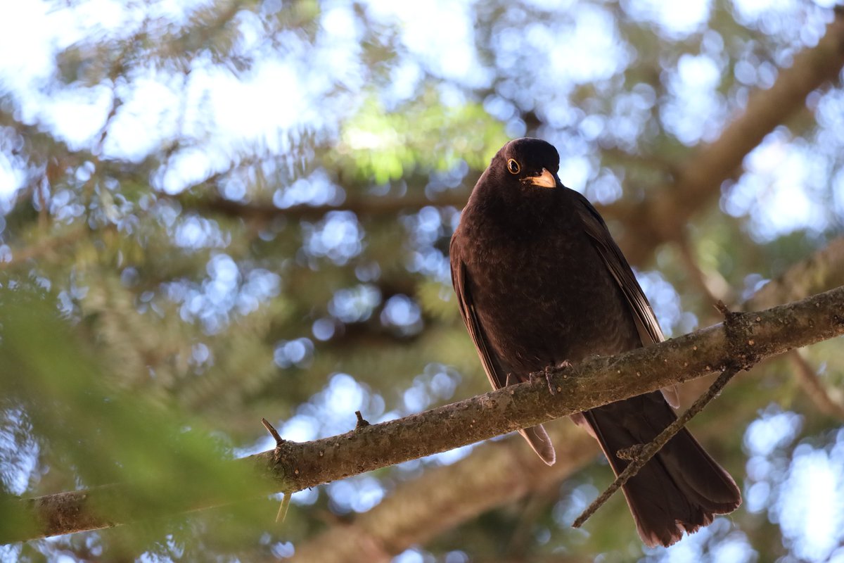 RenataJaworska3's tweet image. Taki trochę mój "prywatny " 😊 Od dłuższego czasu każdego dnia w moim ogródku. Pierwszy raz dał mi się sfotografować #kos #ptak #bird #NaturePhotography Miłego wieczoru...