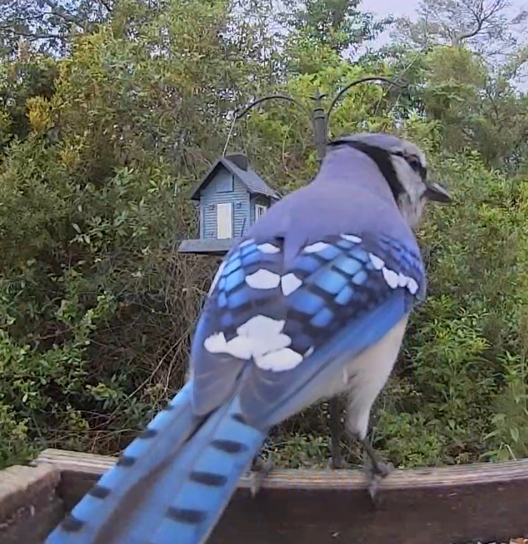 Birdaction tweet media