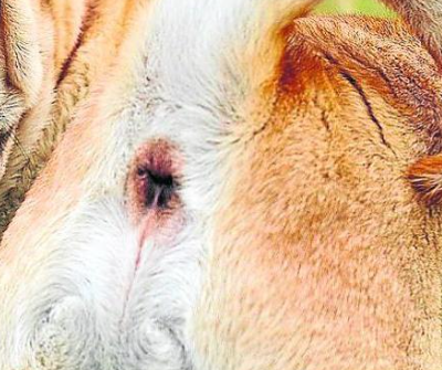 canguro tonto de los cojones tweet media