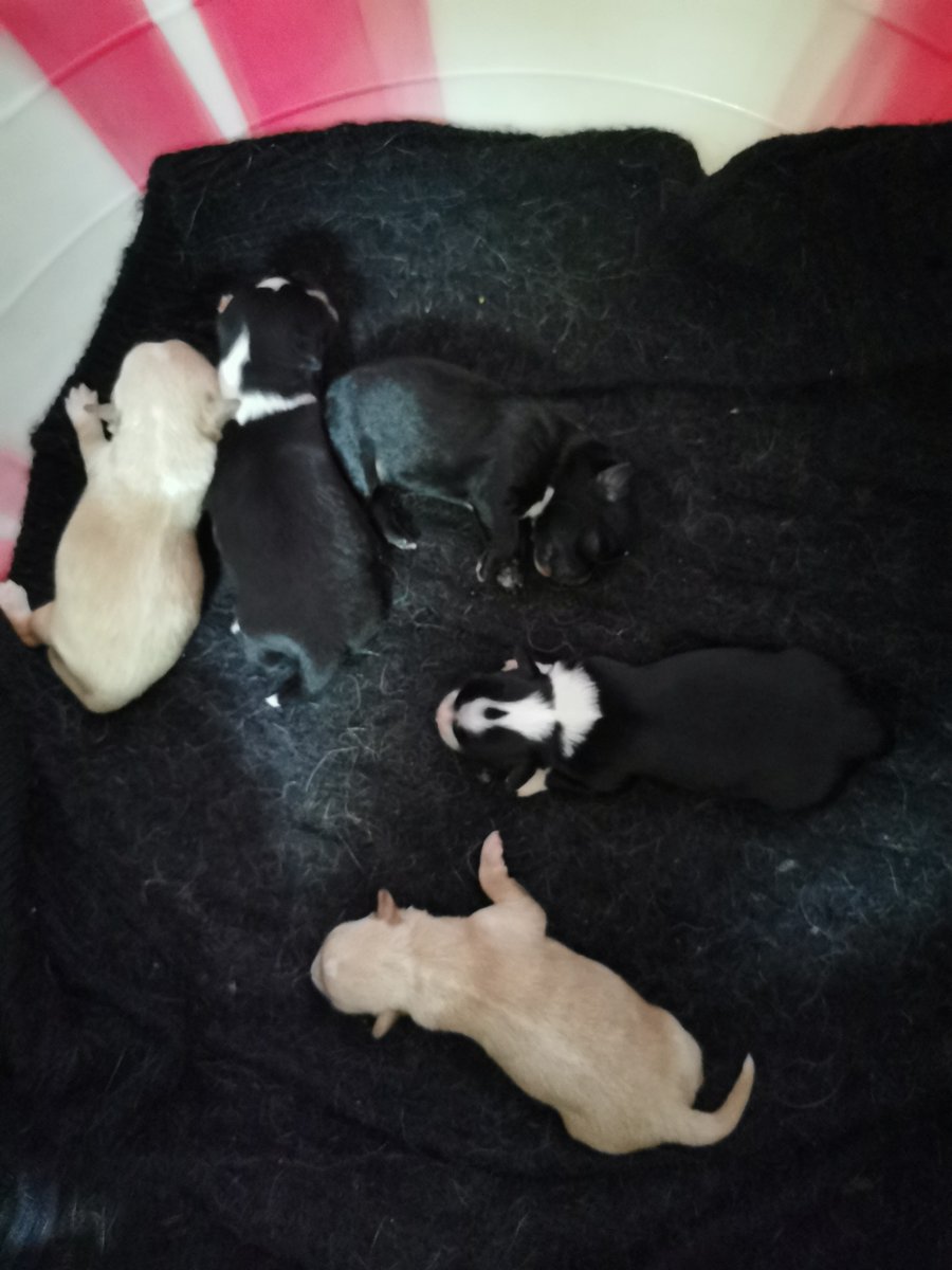 miria38519's tweet photo. Watching my fur baby go from tiny, wobbly pup to confident, playful dog Pure magic.  Every wag, every new trick—love every second of your growth journey! #PetGrowth #DogMomLife #PawsomeMoments https://t.co/NJ5eloOC47