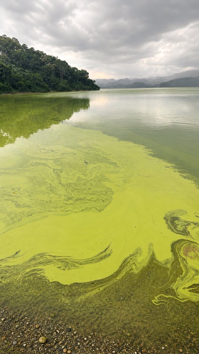 Nobarrickgold's tweet photo. Mi lucha siempre será en contra de la empresa Barrick Pueblo Viejo. Y todo el que esté a su favor me tendrá de frente, en el terreno que sea, porque no podemos permitir que Barrick siga destruyendo el medio ambiente y contaminando las aguas de la Presa de Hatillo y los Ríosz.. https://t.co/OrnriGRol7