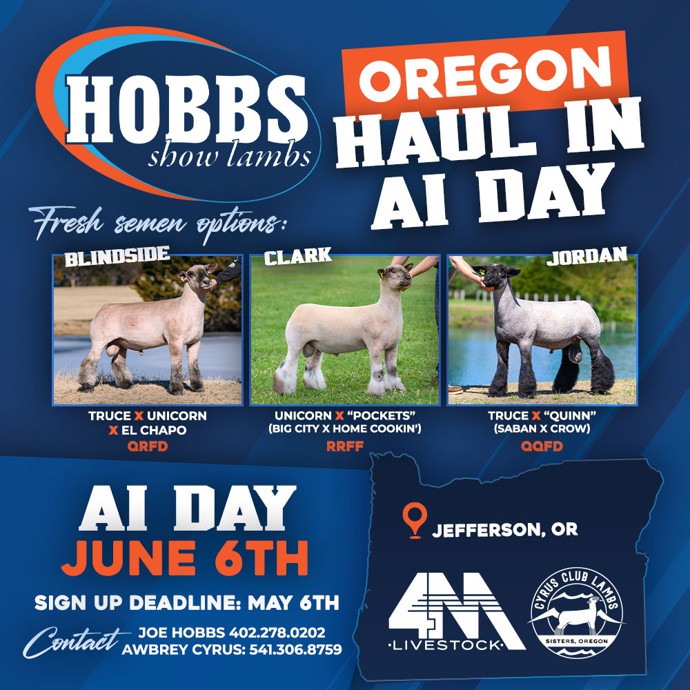 4MLivestock's tweet photo. June 6 is your chance to elevate your sheep program! 🐑 Join us for AI Haul-In Day and access top-notch genetics. Get ready for November-born lambs and shine this show season! 🌟 Check the flyer below 👇 📩 DM us to sign up! #SheepGenetics #LambingSeason #ShowReady https://t.co/C5CgpF4Wnr