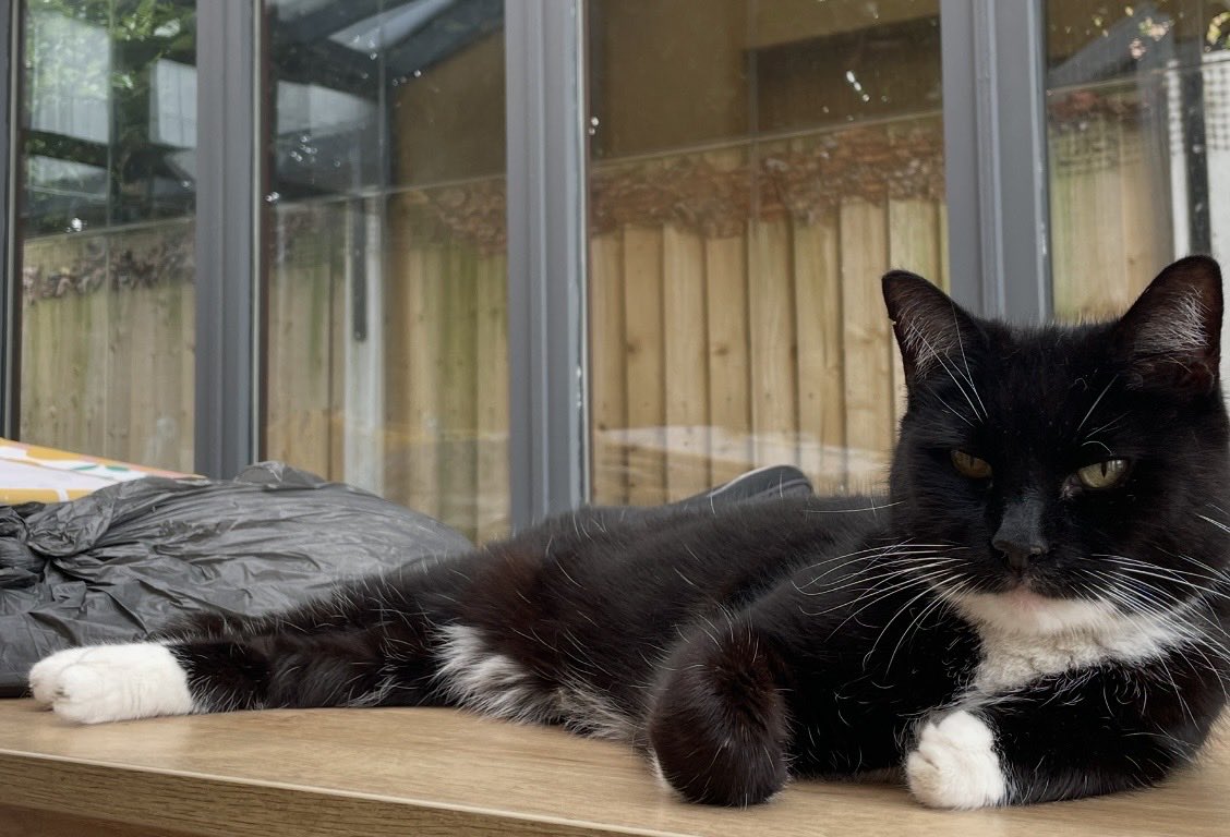 ©️Mischief & Mayhem! Hannah’s fur family 🥰 tweet media