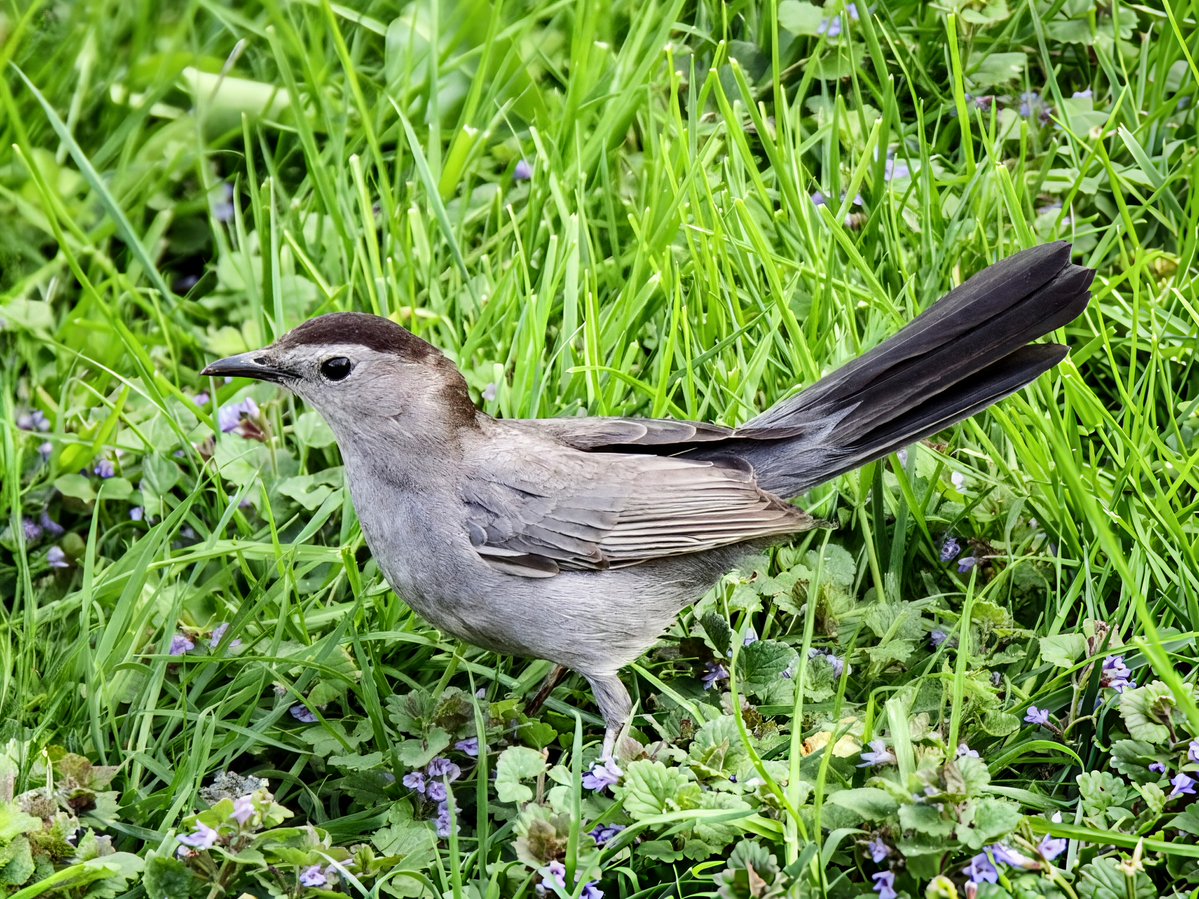 PrayerfulMantis's tweet image. Brightly colored birds are wonderful but my favorites are more subtle yet still wonderfully arrayed like this Gray Catbird.
#bird